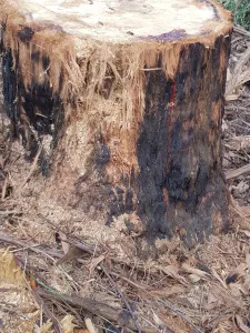 NoMoreLogging